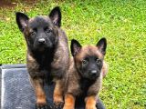 Hırs Küpü Belçika Malinois