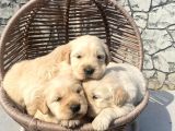 Üst kalite Baby Golden