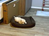Uygun Maltipoo 2 Buçuk Aylık Karma Bir Aşısı Yapılı