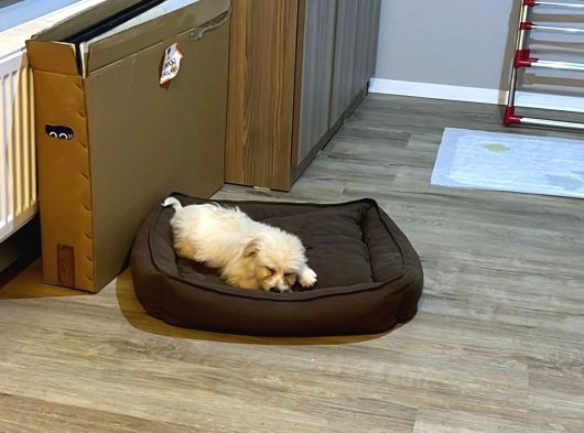 Uygun Maltipoo 2 Buçuk Aylık Karma Bir Aşısı Yapılı görsel