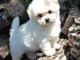 MALTESE TERRİER CİNSİ YAVRULAR