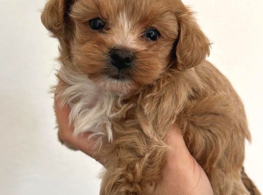 Malti̇poo Ci̇nsi̇ Yavrular Ev Üreti̇mi̇ görsel