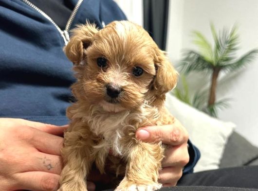 Malti̇poo Ci̇nsi̇ Yavrular Ev Üreti̇mi̇