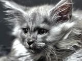 Tüm Dünyaya Referansımızla Maine Coon