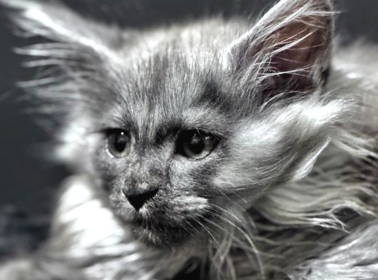 Tüm Dünyaya Referansımızla Maine Coon görsel