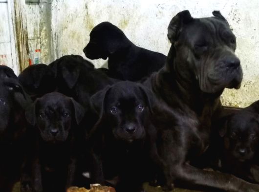 A Scr Blue Yavrularımız Için Acele Edin görsel