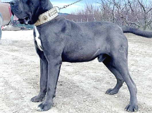 A Scr Blue Yavrularımız Için Acele Edin görsel