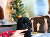 SİYAH İNCİMİZZ SAHNEDEE ORJİNAL TOY POODLE