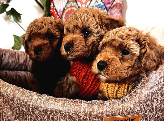 Poodle Yavrularım Ailelerini Bekliyor görsel