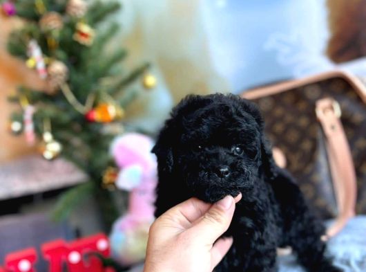 Si̇yah İnci̇mi̇zz Sahnedee Orji̇nal Toy Poodle görsel