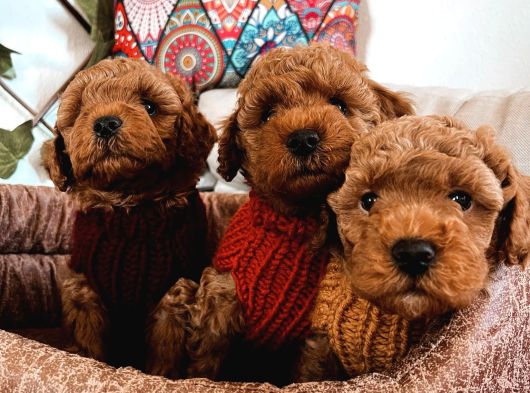 Poodle Yavrularım Ailelerini Bekliyor