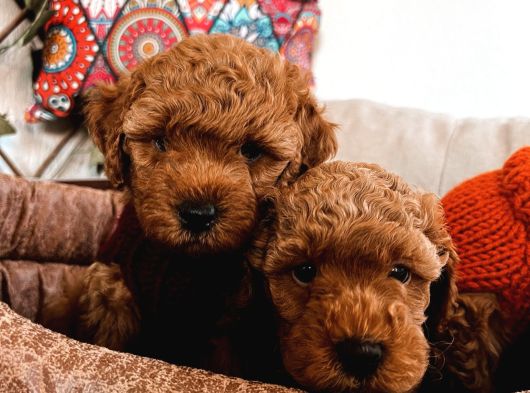 Poodle Yavrularım Ailelerini Bekliyor görsel