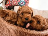 Poodle Yavrularım Ailelerini Bekliyor