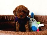 Red brown Toy Poodle Yavrum