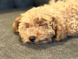 Toy Poodle