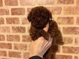 Çin Kore Poodle