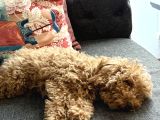 Toy Poodle