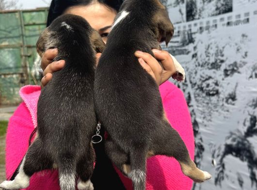 Mükemmel Beagle Yavrularım görsel