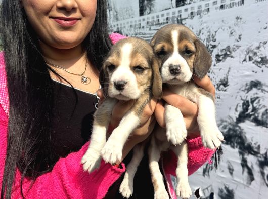 Mükemmel Beagle Yavrularım görsel