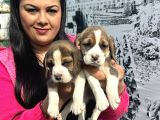 Mükemmel Beagle Yavrularım
