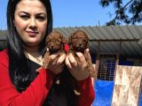 Ufacık Toy Poodle Yavrularım