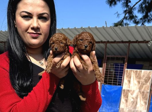 Ufacık Toy Poodle Yavrularım görsel