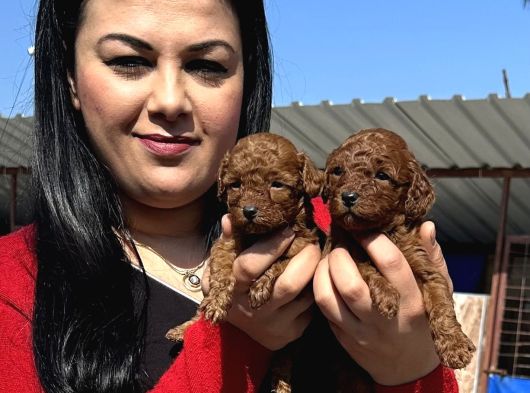 Ufacık Toy Poodle Yavrularım görsel