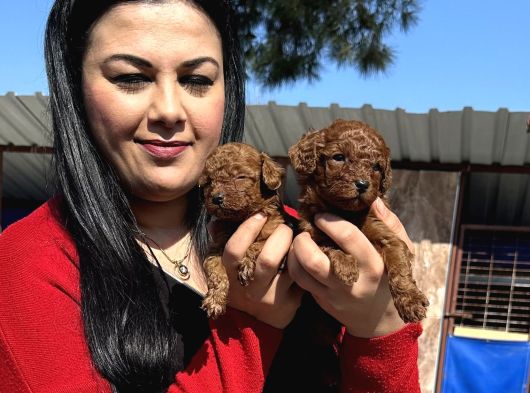Ufacık Toy Poodle Yavrularım görsel
