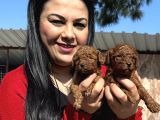 Ufacık Toy Poodle Yavrularım