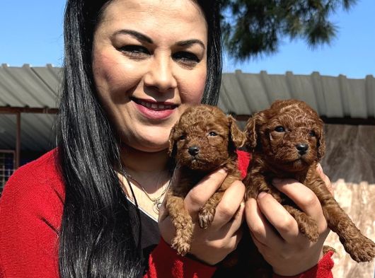Ufacık Toy Poodle Yavrularım görsel