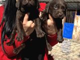 Çikolata Labrador Yavrularım