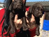 Çikolata Labrador Yavrularım