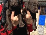 Çikolata Labrador Yavrularım