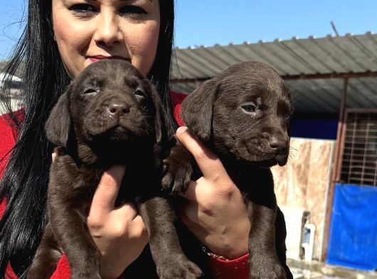 Çikolata Labrador Yavrularım görsel
