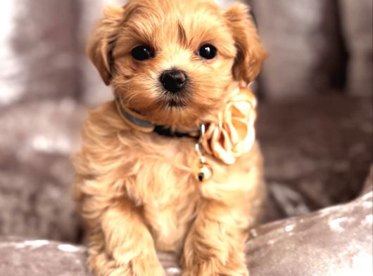Kore Malti̇poo Yavrulari