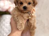 Kore Malti̇poo Yavrulari