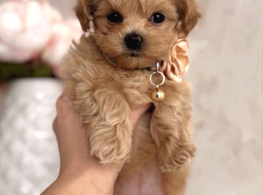 Kore Malti̇poo Yavrulari görsel