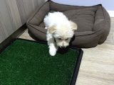 Uygun Maltipoo 2 Buçuk Aylık Karma Bir Aşısı Yapılı