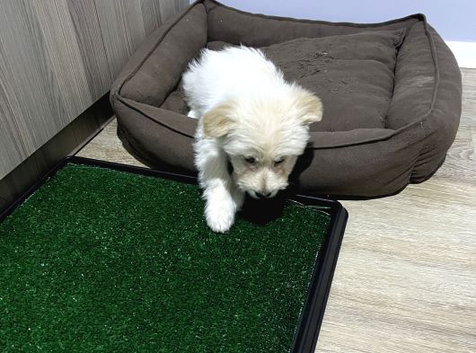 Uygun Maltipoo 2 Buçuk Aylık Karma Bir Aşısı Yapılı görsel