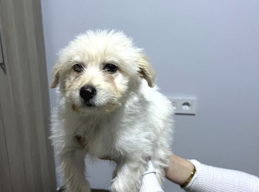 Uygun Maltipoo 2 Buçuk Aylık Karma Bir Aşısı Yapılı