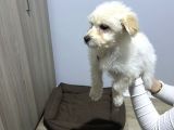 Uygun Maltipoo 2 Buçuk Aylık Karma Bir Aşısı Yapılı