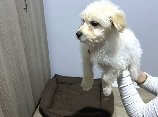 Uygun Maltipoo 2 Buçuk Aylık Karma Bir Aşısı Yapılı görsel