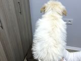 Uygun Maltipoo 2 Buçuk Aylık Karma Bir Aşısı Yapılı