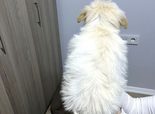 Uygun Maltipoo 2 Buçuk Aylık Karma Bir Aşısı Yapılı görsel