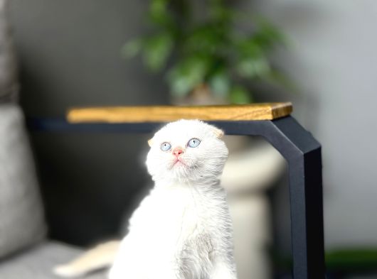 Scottish Fold Red Poi̇nt Yavrum
