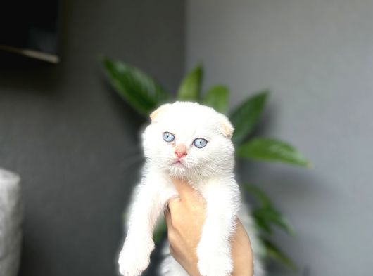 Scottish Fold Red Poi̇nt Yavrum görsel