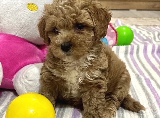 Efsane Poodle Ayarinda Maltipo Ev Bakımlı
