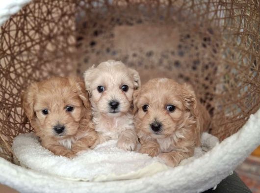 Malti̇poo Ci̇nsi̇ Yavrular Ev Üreti̇mi̇ görsel
