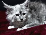 Tüm Dünyaya Referansımızla Maine Coon