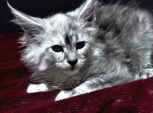 Tüm Dünyaya Referansımızla Maine Coon görsel